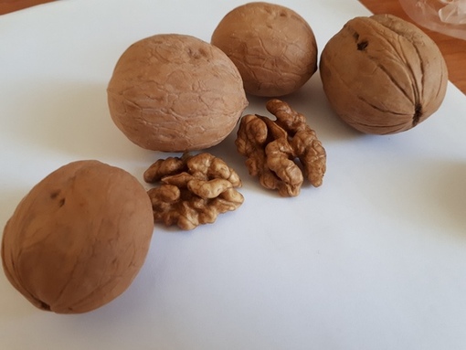 грецкий орех овальный. копченый грецкий орех. грецкий орех в скорлупе. ядра грецких орехов. грецкие орех не очишени.