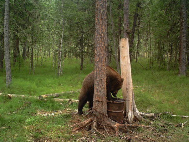 Охота на медведя весной на приваде. Привада на медведя. Охота на медведя весной на приваде. Привада на медведя. Охота на медведя на приваде.
