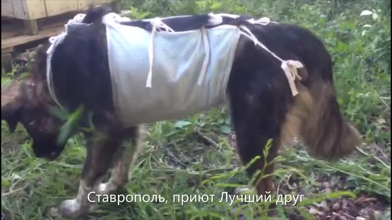 Собака Похудела После Стерилизации.