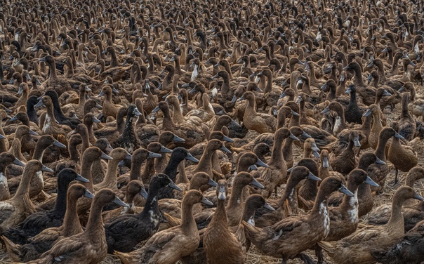 главпродукт паштет фермерский. сколько уток на картинке. Clan в консервах для щенков. Wild nature лакомство для собак утиные лапки 30 гр. 100 утка.
