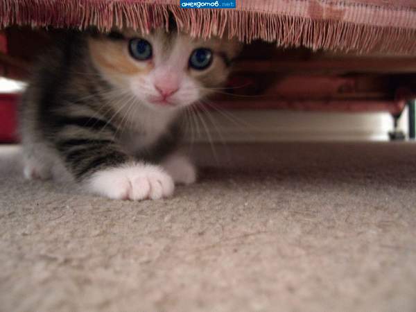 Котенок под диваном. Котенок прячется. Кошка прячется. Кот спрятался под диван. Кот под столом.