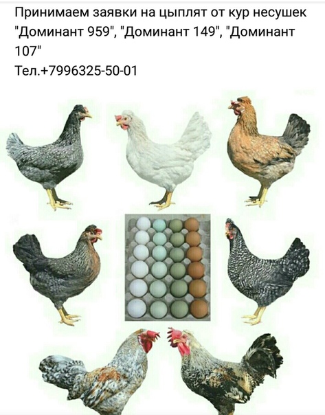 Породы кур несушек таблица. Куры доминант gs300. Содержание кур доминант. Содержание кур доминант. Чешский доминант д959.