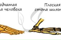 кисть человека и человекообразной обезьяны скелет. свод стопы человека и обезьяны. строение кисти человека и человекообразной обезьяны. свод стопы человека и обезьяны. свод стопы человека и обезьяны.