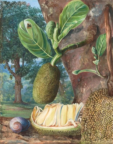 Марианна Норт (Marianne North; 24 октября 1830 30 августа 1890 английская путешественница и художница, известная своими ботаническими иллюстрациями и пейзажами, а также открытиями новых видов