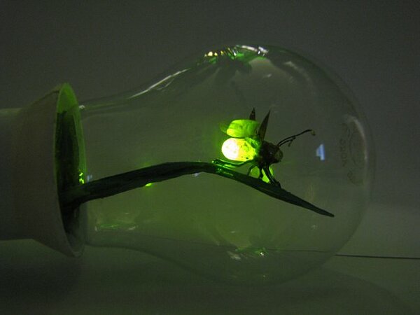 светлячок из дерева. чкалова. светлячки в банке. бра для детской. светлячок с фонариком.